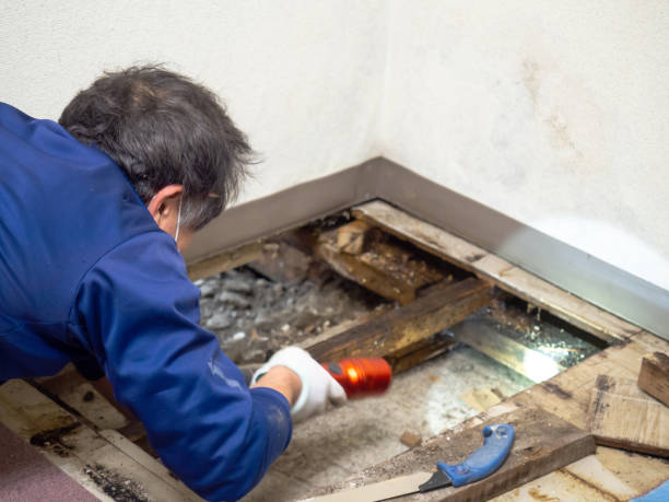 Best Best Mold Removal Companies  in Lake Shore, MN