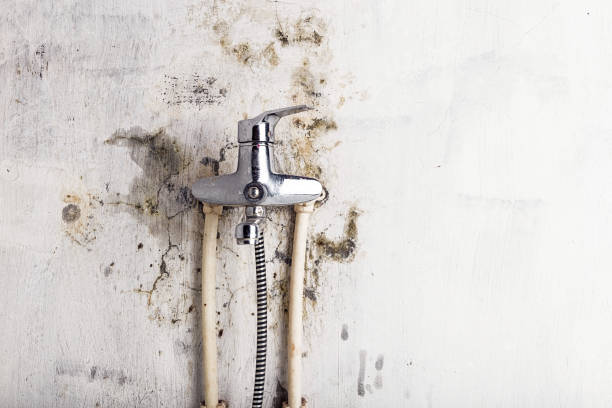 Best Same-Day Mold Removal  in Lake Shore, MN