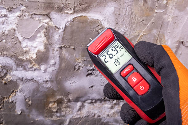 Best Mold Removal Near Me  in Lake Shore, MN