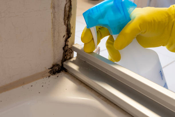 Best Mold Remediation Services  in Lake Shore, MN