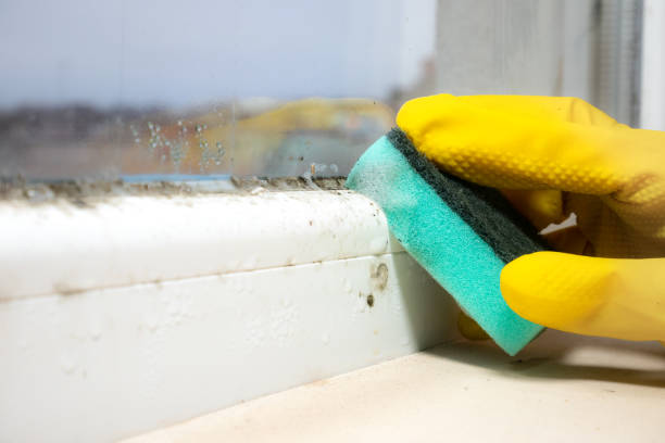 Best Attic Mold Removal  in Lake Shore, MN