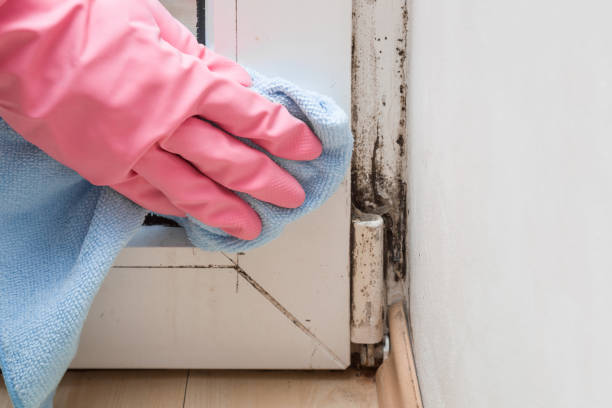 Best Professional Mold Removal  in Lake Shore, MN