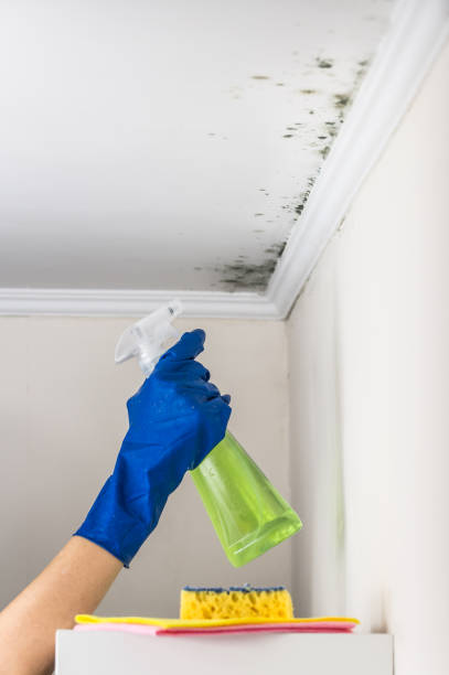Attic Mold Removal in Lake Shore, MN
