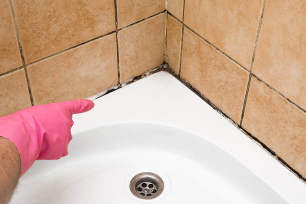 Best Residential Mold Removal  in Lake Shore, MN